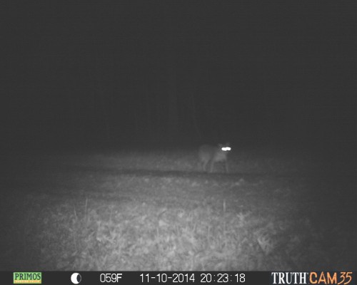 Bobcat in southern Indiana